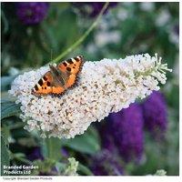 Buddleja Buzz Collection - Compact Flowering Shrub for Patios & Borders