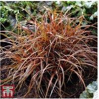 Uncinia rubra 'Everflame' - Evergreen Ornamental Sedge Grass