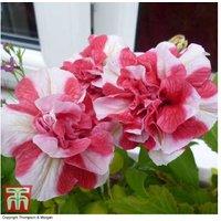 Petunia 'Frills & Spills Cherry Ripple' Flowering Basket Plant