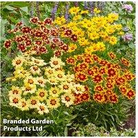 Coreopsis 'Solar Collection' - Hardy Flowering Perennial for Vibrant Borders