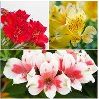 Alstroemeria Patio Perfect Collection - Compact Flowering Perennials for Pots