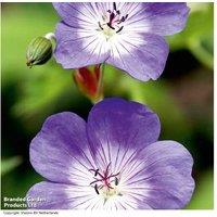 Geranium Rozanne Perennial - RHS Award-Winning, Long-Flowering Ground Cover (1 or 3 Plants)