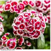 Dianthus Dart Red White Picotee - Perennial Flowering Plant for Borders & Containers