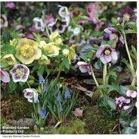 Hellebore 'Breeder's Mix' Perennial - Evergreen Winter Flowering Plant, 5 or 10 Pack