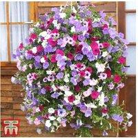 Petunia Surfinia Flowering Hanging Basket Collection - Prolific Blooms, Weather Resistant