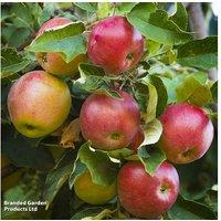 Apple Discovery Patio Tree - Sweet Early Dessert Apple in 4L Pot