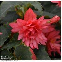 Begonia Funky Pink Flowering Trailing Plant - Compact Basket Variety