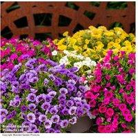 Calibrachoa 'Classique Mix' - Flowering Annual Bedding Plant