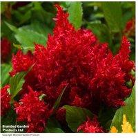 Celosia 'First Flame Mix' - Flowering Annual, 12 Garden Ready Plants