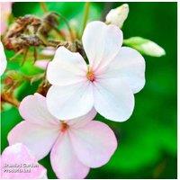 Geranium 'Horizon F1 Appleblossom' - Flowering Bedding Plant, Garden Ready