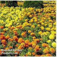 Marigold Marvel Mix - Flowering Annuals, 12 Garden-Ready Plants