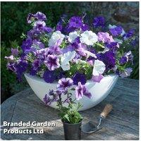 Petunia 'Frenzy Grand Rapids' Flowering Bedding Plant - Long-Lasting Blooms