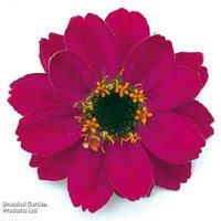 Zinnia Profusion Mixed - Flowering Annual Bedding Plant, Butterfly Magnet