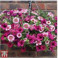 Eton Mess Summer Flowering Hanging Basket - Pink Blooms for Pollinators