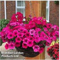 Pink Shockwave Summer Basket - Hardy Flowering Annuals for Effortless Colour