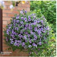 Petunia 'Supertunia Priscilla' Flowering Summer Basket - Vigorous Trailing Annual