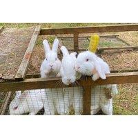 Private Farm Tour and Animal Encounter for Up to Five Guests