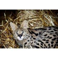 Wild Cat Feeding Experience for Two at Hoo Zoo and Dinosaur World