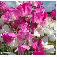 Sweet Pea 'Barbie Mix' Flowering Annual - Fragrant Climbing Plants up to 2m