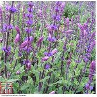 Salvia nemorosa 'Caradonna' Hardy Perennial - Drought Tolerant Violet Flowering Plant