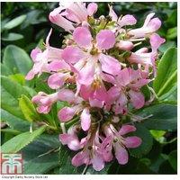 Escallonia laevis 'Pink Elle' Evergreen Flowering Shrub - Compact, Pink Blooms