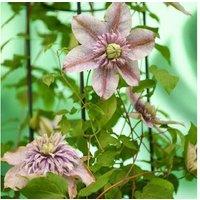 Clematis 'Mochi' Flowering Perennial - Hardy Climbing Plant