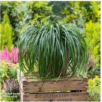 Carex 'Ribbon Falls' Evergreen Ornamental Grass - Hardy, Cascading Foliage