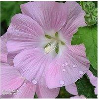 Lavatera Shrub - Marshmallow 'Strawberry Cream', Flowering Perennial, 1m Tall
