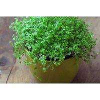 Soleirolia soleirolii 'Green' - Mind Your Own Business Ground Cover Plant