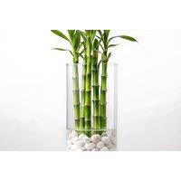 Lucky Bamboo Straight Stem Indoor Plant - Hydroponic, Low-Maintenance, Modern Gift