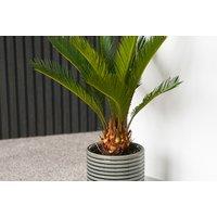 King Sago Palm Tree - Cycas Revoluta Outdoor & Indoor Exotic Plant