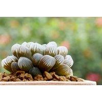 Haworthia Cooperi Succulent Houseplant - Compact, Low-Maintenance, Air-Purifying Indoor Plant