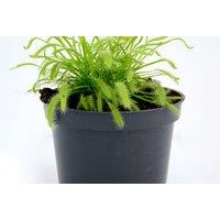 Cape Sundew (Drosera capensis) - Carnivorous Houseplant for Natural Pest Control