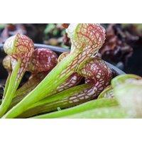 White Trumpet Pitcher Plant - Sarracenia leucophylla Carnivorous Houseplant