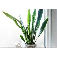 Sansevieria Snake Plant Black Coral - Air Purifying, Low Maintenance Indoor Houseplant