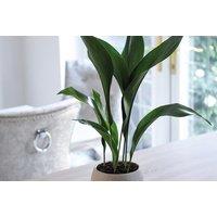 Aspidistra Cast Iron Plant - Hardy, Low-Maintenance Indoor & Outdoor Perennial