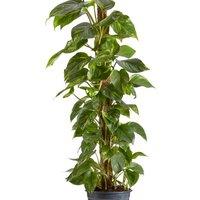 Epipremnum Devil's Ivy Houseplant - Easy-Care Indoor Climber