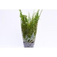 Boston Fern Houseplant - Lush Air-Purifying Indoor Plant