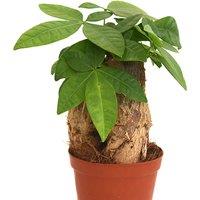 Pachira Aquatica Money Tree - Indoor Air Purifying Plant
