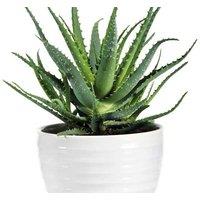 Aloe Vera Indoor Houseplant - Easy-Care Succulent for Home or Office