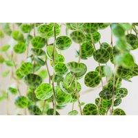 Peperomia String of Turtles Houseplant - Air-Purifying, Low-Maintenance Indoor Plant