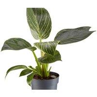 Philodendron White Measure Indoor Plant - Low Light Air Purifier with Exotic Gold-Striped Foliage