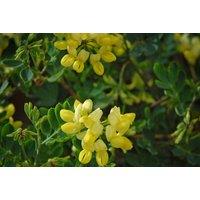 3 Coronilla Citrina Evergreen Patio Shrubs - Winter-Flowering, Coastal Hardy, Scented Potted Plants