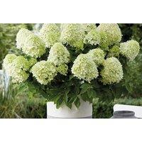 Hydrangea paniculata 'Little Spooky' Compact Garden Shrub - Long-Flowering, Low Maintenance