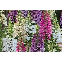 Digitalis Dalmatian Mix Foxglove Plants - Perennial Colourful Bedding for UK Gardens