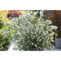 Philadelphus Petite Perfume White Mock Orange Shrub - Compact, Fragrant, Wildlife-Friendly