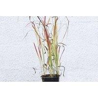 Imperata Red Baron Ornamental Garden Grass - Striking Red-Tipped, Easy-Care Perennial