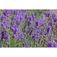 Lavender Angustifolia Munstead - Hardy Perennial Aromatic Garden Plant