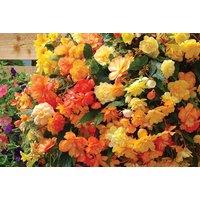 Begonia Apricot Shades Summer Hanging Baskets - Large Double Blooms, Easy Care, Versatile Display