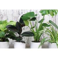 New Home Houseplant Collection - Easy-Care Mixed Indoor Plants for Fresh, Stylish Spaces